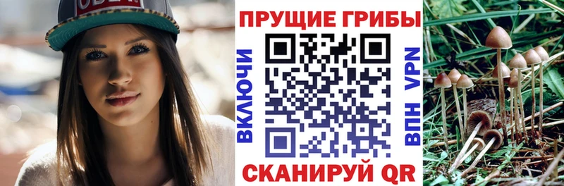 Псилоцибиновые грибы Psilocybe  купить наркоту  omg как зайти  Иркутск 